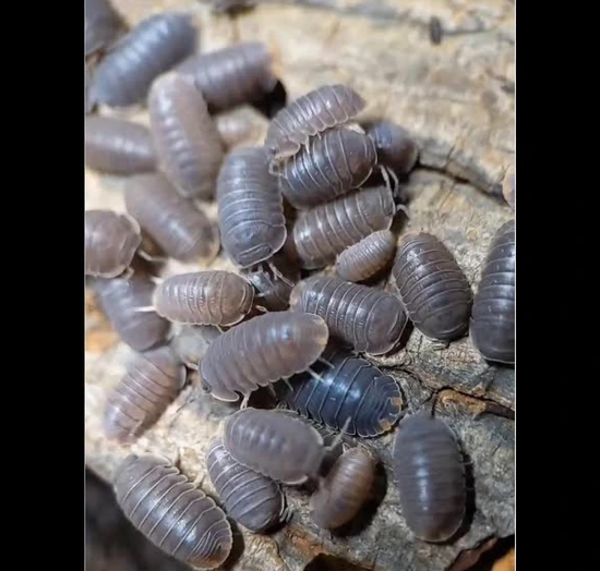 Little Sea- Cubaris Murina Isopod by The Las Vegas Reptile Realm