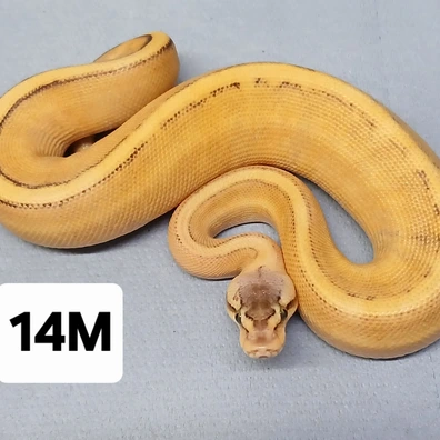 Yellowbelly Pastel Genetic Stripe
