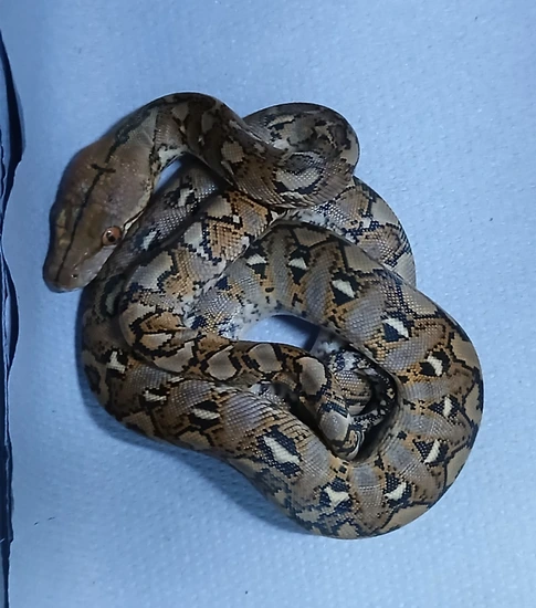 Dwarf Island Form Reticulated Python by Reptilerepublic