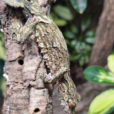 Leaf-Tailed Geckos For Sale - MorphMarket US & Canada