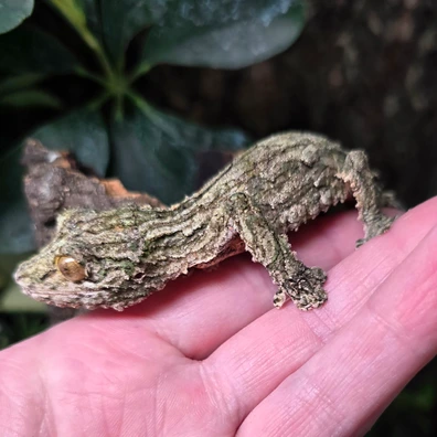 未開封品 OZWRT Agave Leaf Tailed Gecko 17cm Giant Leaf Tail Gecko For Sale - Rept Marts