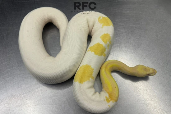 Albino Metal Flake Pied Ball Python by Reptiles for Centuries