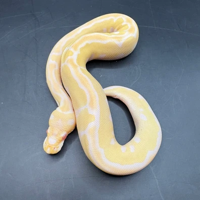 Albino Clown Ball Python - female for sale from Morph-projects