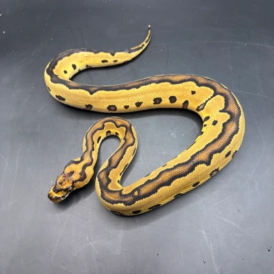 Clown Het Albino Ball Python - female for sale from Morph-projects