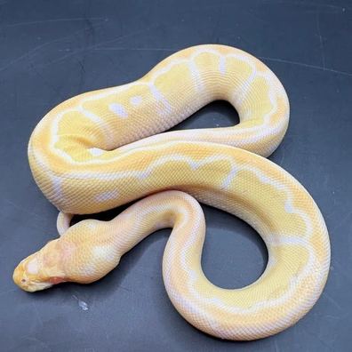 Albino Clown Ball Python - female for sale from Morph-projects