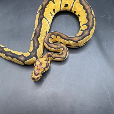 Clown Het Albino Ball Python - female for sale from Morph-projects