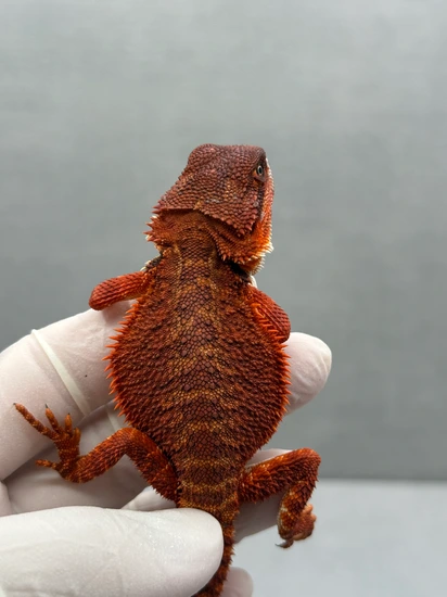 Red Monster Bearded Dragon 278 Central Bearded Dragon by Fauna Kingdom LLC