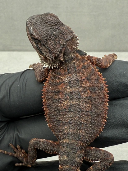 DARK Red Monster Bearded Dragon 394 Central Bearded Dragon by Fauna ...