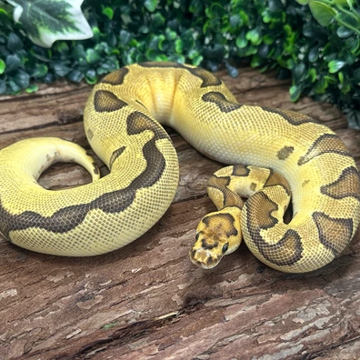 Enchi Fire Clown Het Lavender Ball Python - female for sale from Reptilien Faszination