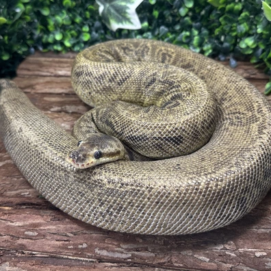 Hamm / Pastel Black Pastel HRA Poss Yellow Belly Ball Python - male for sale from Reptilien Faszination