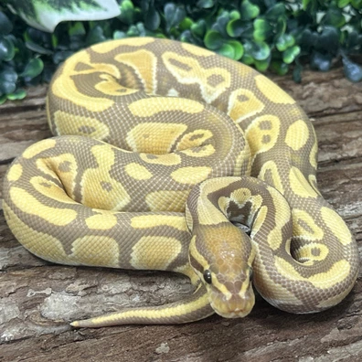 Ultramel Double Het Clown Piebald Ball Python - male for sale from Reptilien Faszination