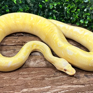 Lavender Gravel Ball Python - male for sale from Reptilien Faszination