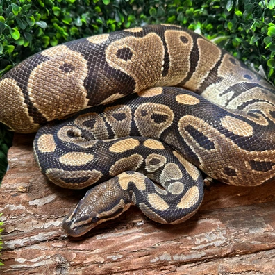 Classic Double Het Lavender Clown Ball Python - female for sale from Reptilien Faszination