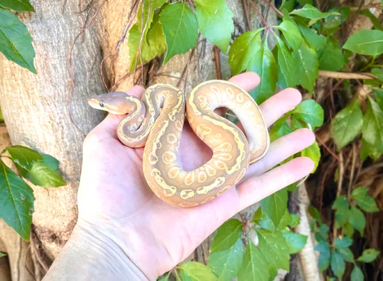 Sunset Hypo Mojave Ball Pythons by Adam Chesla Reptiles