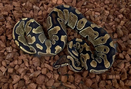 100% Het Zebra Ball Python by Adam Chesla Reptiles
