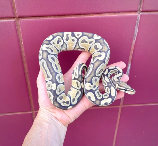 Hypo YB 100% Het VPI Axanthic(True Ghost) Ball Python by Adam Chesla ...
