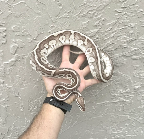 VPI Axanthic Leopard Lesser Pastel Ball Python by Adam Chesla Reptiles