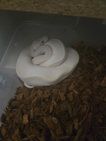 Blue Eye Lucy Ball Python by Repto Morphs