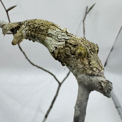 Leaf-Tailed Geckos For Sale - MorphMarket US & Canada