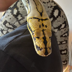 Retic Labs - MorphMarket