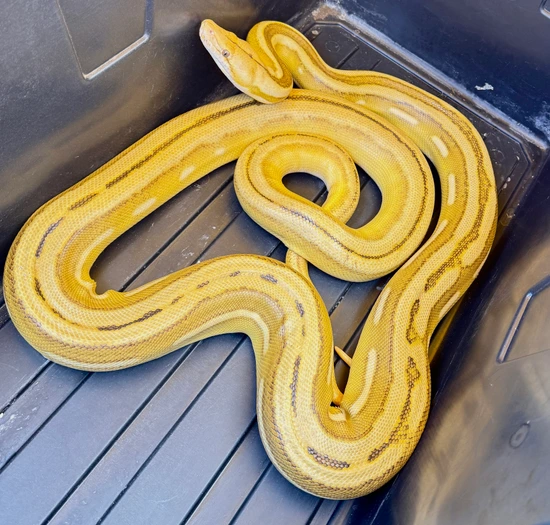 Orange Ghost Stripe SunTiger 100% Het Purple Reticulated Python by ...