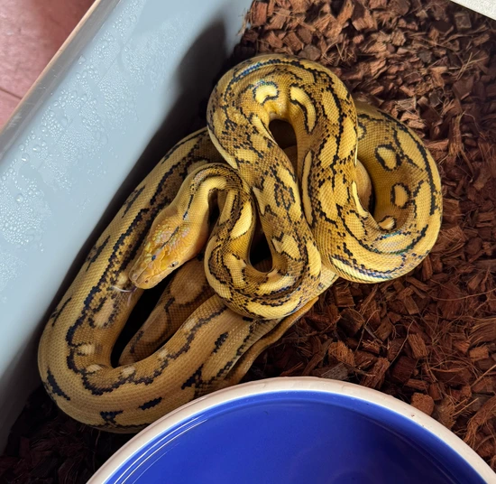 SunTiger HOGS Het Albino/Indo Caramel Reticulated Python by Pinoy Pythons