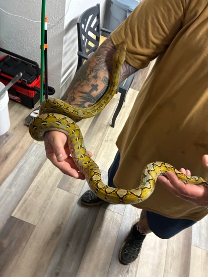 Sulawesi Platinum Reticulated Python by Eddy’s retics