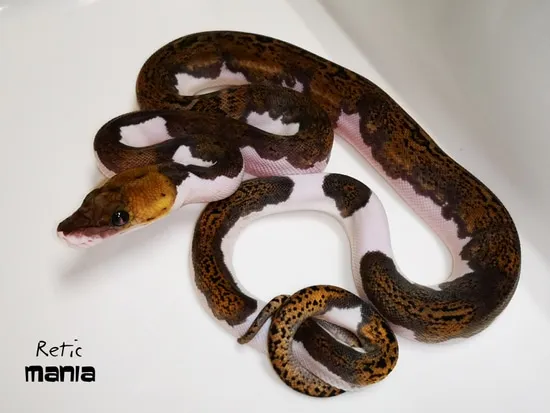 Pied Tiger Het. Purple Albino Reticulated Python by ReticMania