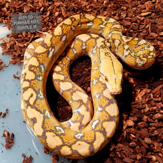 Og 31% Superdwarf 50% Het Purple Snow Reticulated Python by Revered Retics