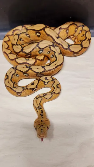 Indo Caramel Sunfire Reticulated Python by Revered Retics