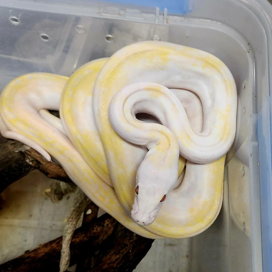 Lavender Motley Pied White Head Reticulated Python by Revered Retics
