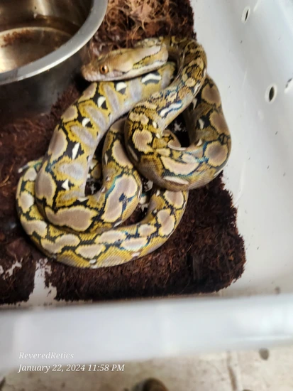50% Kaloatoa Het Indo Carmel Or Purple Albino Reticulated Python by ...