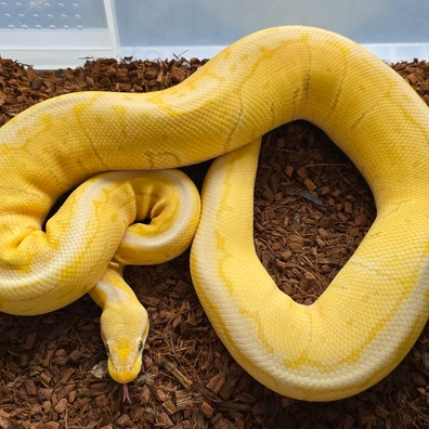 Coral Glow Pastel Pinstripe Special Ball Python - male for sale from SouthWest Serpents