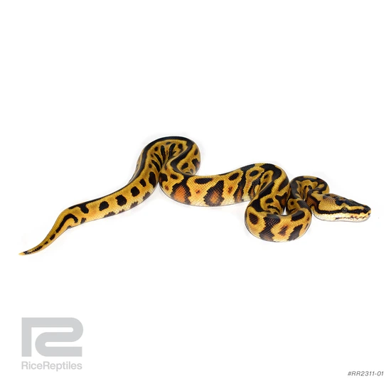 Enchi YB Redstripe Leopard Spotnose Het Clown Ball Python by Rice Reptiles