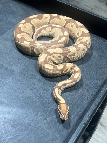 Ultramel Ball Python by Rice Reptiles