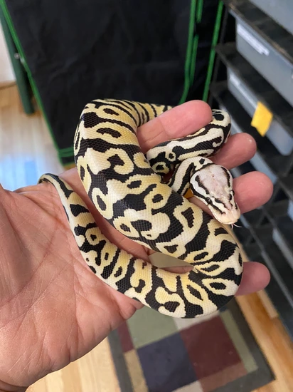 Pastel Desert Ghost Ball Python by Rick’s Blood and Ball Pythons