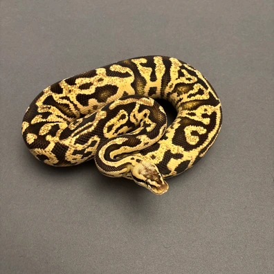 Pastel Leopard Fire Het Puzzle