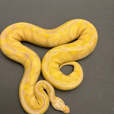Pastel Coral Glow Desert Ghost Poss Het Clown