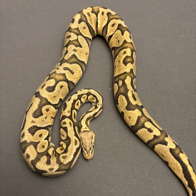 Pastel Vanilla Hypo Het Desert Ghost