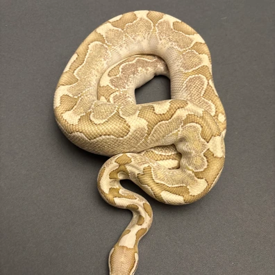 Bamboo Desert Ghost Poss Het Clown