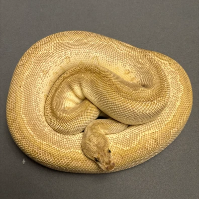 Leopard Lesser Clown