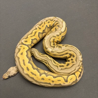 Super Pastel HRA Puzzle Hypo