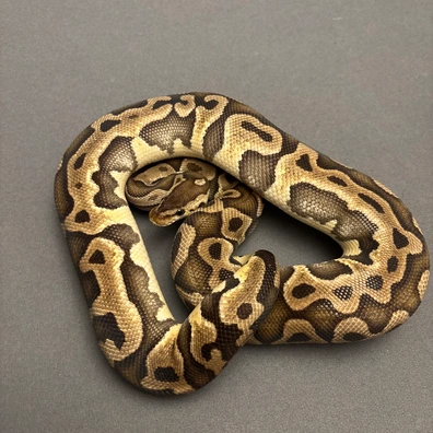 Pastel Chocolate Puzzle