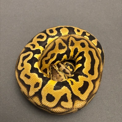 Pastel Leopard Puzzle Het Hypo