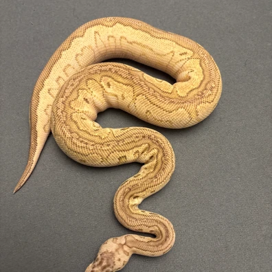 Pastel Lesser Clown