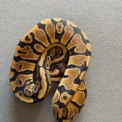 Double Het Puzzle/hypo Ball Python - male for sale from The royal river