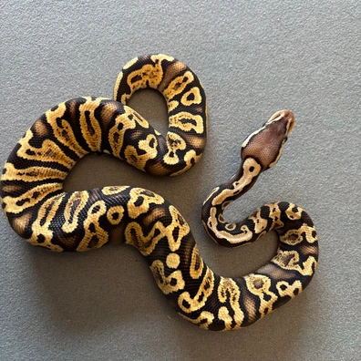 Pastel Ghi Double Het Puzzle/hypo Ball Python - male for sale from The royal river