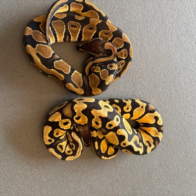Sexed Pair Double Het Puzzle Hypo Ball Python - female for sale from The royal river