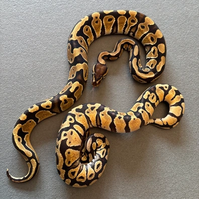 Sexed Pair Of Double Het Puzzle/hypo Ball Python - female for sale from The royal river