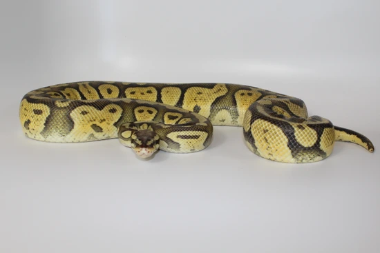 Patel Het Clown Ball Python by Hydra